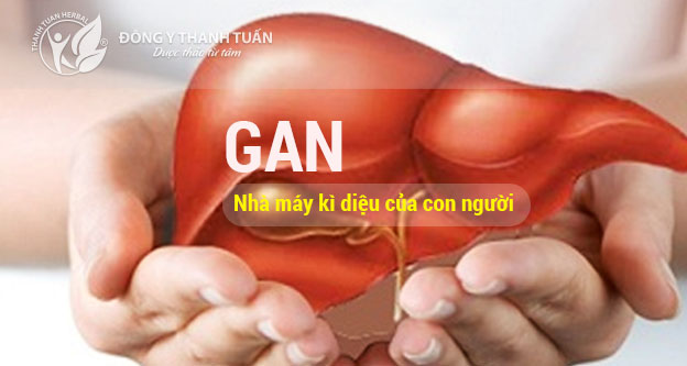 Gan là một cơ quan giữ vai trò quan trọng trong cơ thể con người